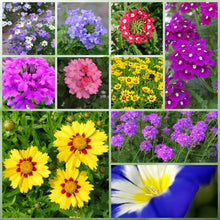 Multicolor Wildflower Mix