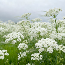 White Bishop's Flower Seeds