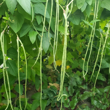 Vigna Unguiculata Seeds