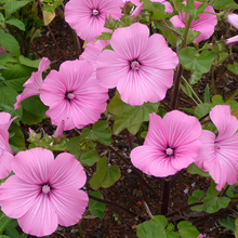 Rose Mallow Seeds - Light Rose
