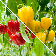 Red Yellow Conoides Pepper Seeds
