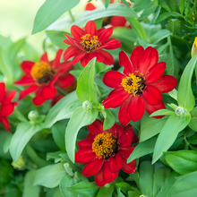 Red Single Zinnia Seeds