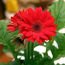 Gerbera Daisy Seeds