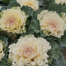 Ornamental Kale Seeds - White Flat Leaf