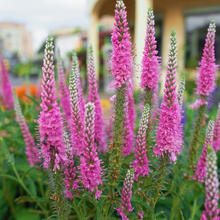 Veronica Seeds - Pink