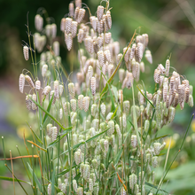 Quaking Grass Seeds - White