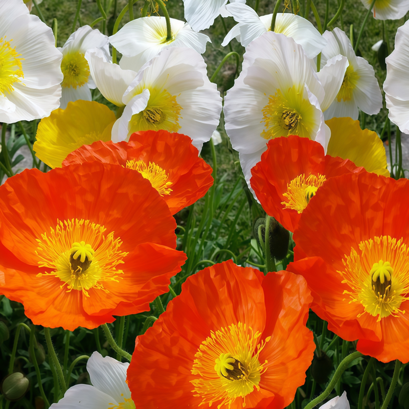 Papaver Seeds - Large Mixed Colors Larger Packet High Germination 3000-15000 Onsaleseeds