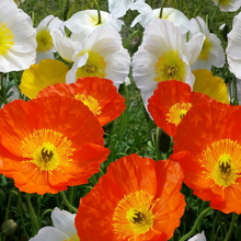 Mixed Poppy Seeds