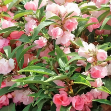 Impatiens Balsamina Seeds - Pink
