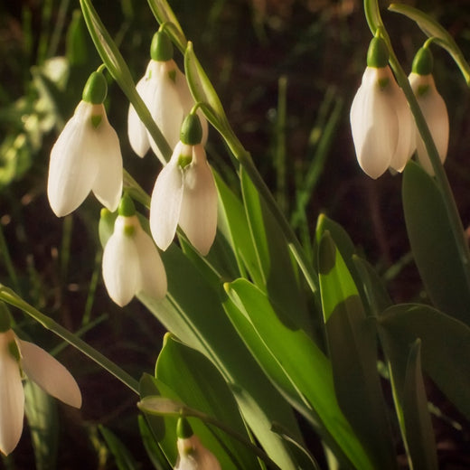 Snowdrop Seeds