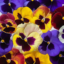 Pansy Seeds Extra Large Flower Mixed Colors