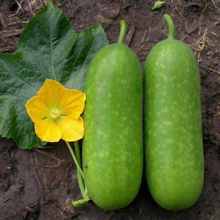 Small Wax Gourd Seeds