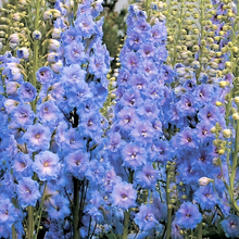 Delphinium Seeds - Blue