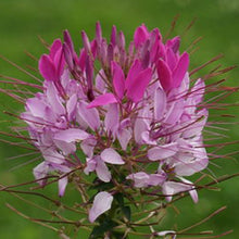 Cleome Seeds - Pink