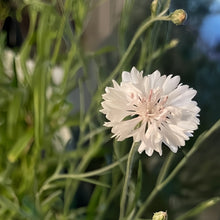 Cornflower Seeds - White