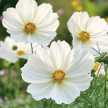 White Cosmos Seeds