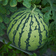Watermelon Seeds