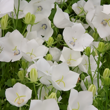 White Bellflower Seeds