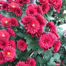 Dahlia Seeds - Red