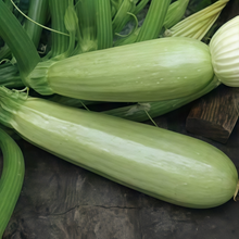 Green Summer Squash Seeds