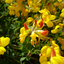 Birdsfoot Trefoil Seeds