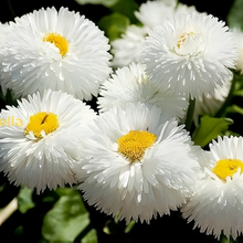 Bellis Seeds White Double Large Flower