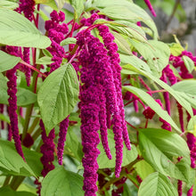 Red Love Lies Bleeding Amaranth Seeds