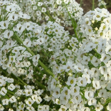 White Red Sweet Alyssum Seeds