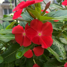 Red Catharanthus Roseus Vinca Seeds