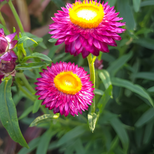 Strawflower Seeds - Purplish Red