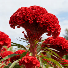 Red Celosia Seeds