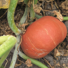 Pumpkin Seeds - Orange Red