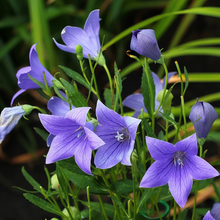 Balloon Flower Seeds - Blue