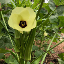 Yellow Okra Seeds