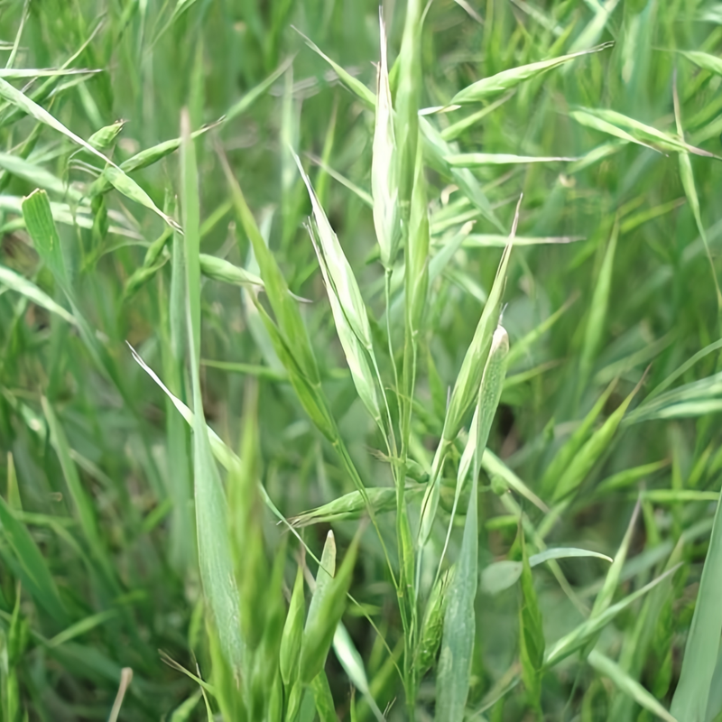 Bu Falograss Seeds - Larger Packet High Germination 1/4-1/2LB Onsaleseeds