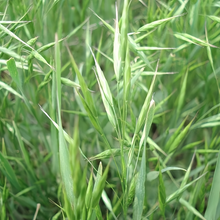 Buffalograss Seeds