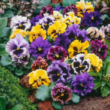 Pansy Seeds - Crinkled Mix