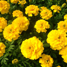 African Marigold Seeds Orange Big Flowers