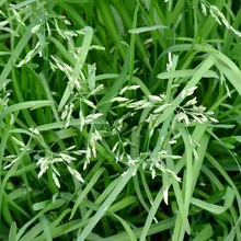 Reed Fescue Seeds