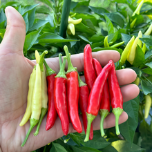 Conoides Ornamental Pepper Seeds - Multicolored