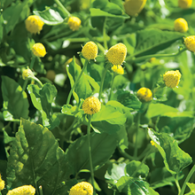 Yellow Toothache Seeds