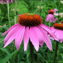 Purple Coneflower Seeds - Purple Red