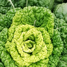 Wuta Tsai Asian Leafy Green Seeds
