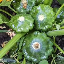 Green Squash Seeds