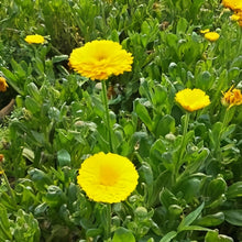 Calendula Seeds Little Yellow
