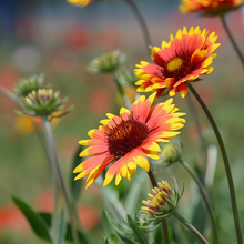 Red Yellow Blanket Flower Seeds