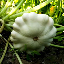 Runner Up White Squash Seeds
