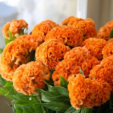 Orange Red Celosia Seeds