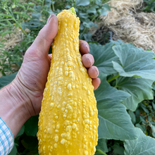 Swan Yellow Butternut Squash Seeds