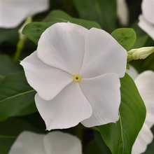 Vinca Seeds - White